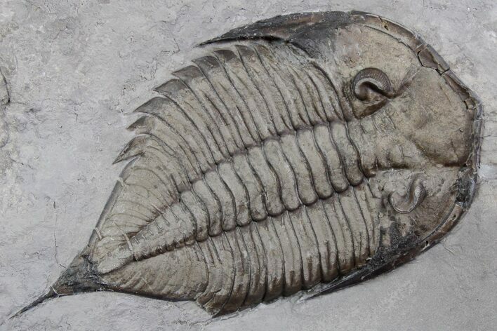 Dalmanites Trilobite Fossil - New York #357130